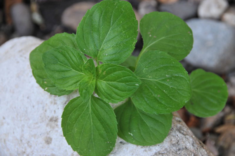 Pianta aromatica - Mentha aquatica